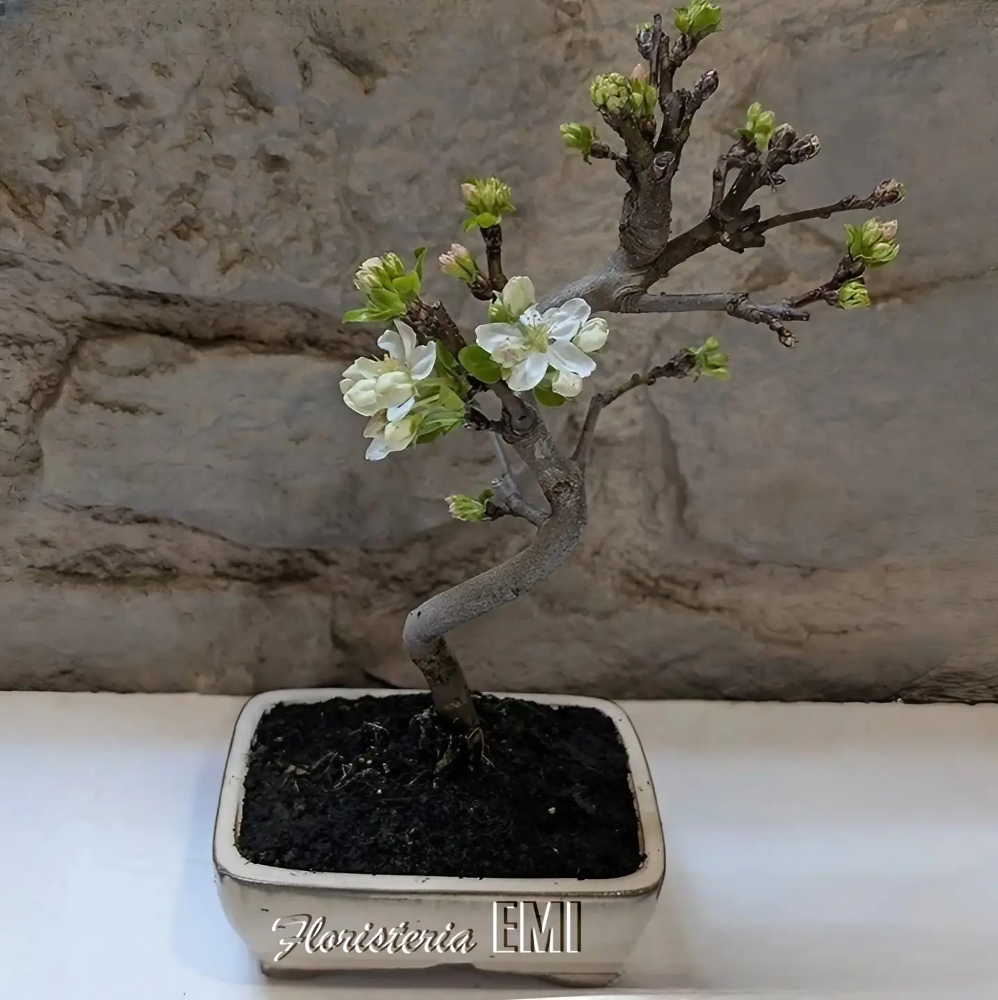 BONSAI MANZANO