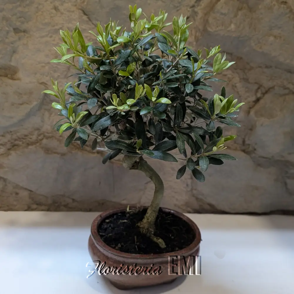 BONSAI OLIVO 8 AÑOS